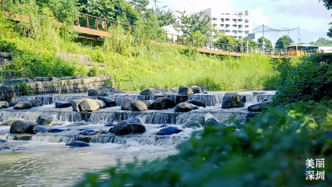 深圳大沙河,在鲲鹏径第六段邂逅浪漫!