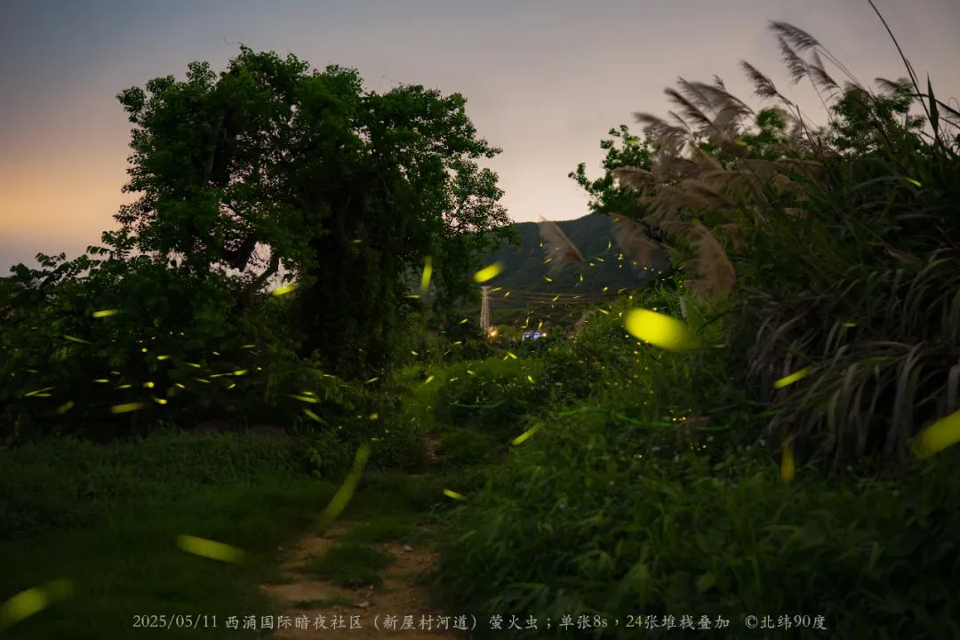 深圳西涌萤火虫观赏季来了!