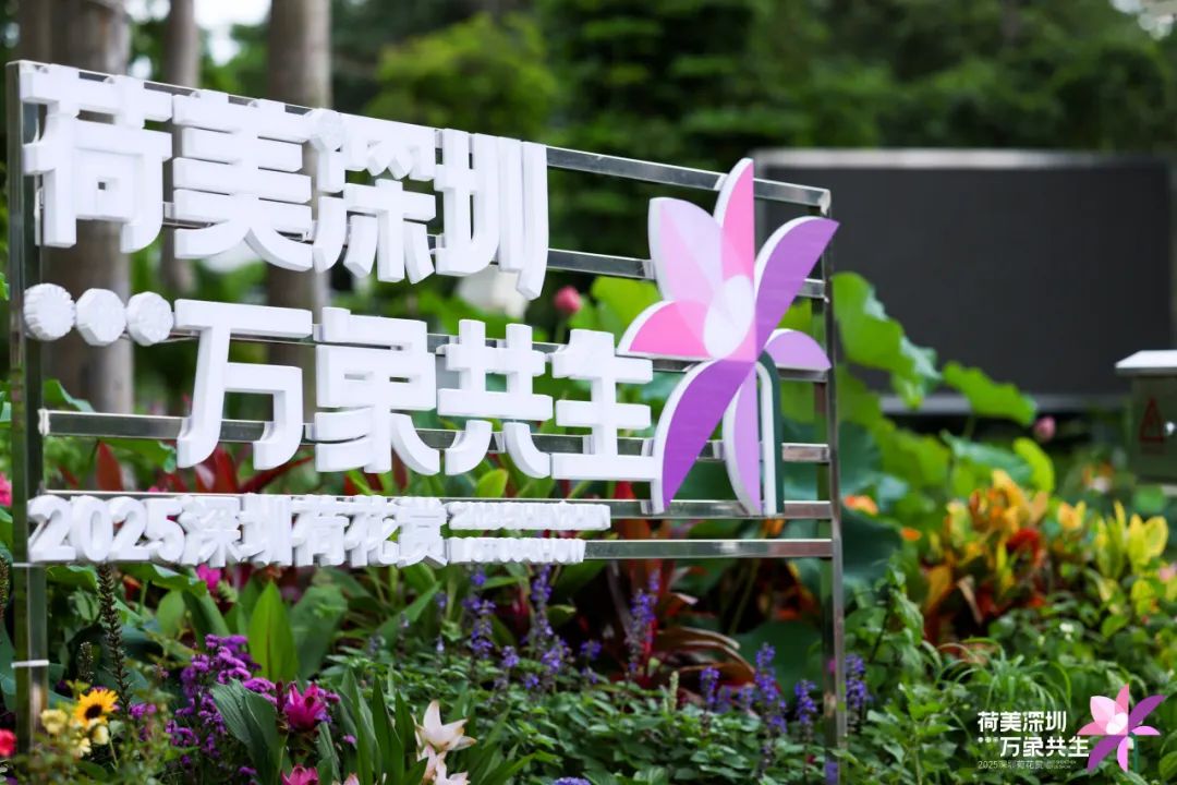 洪湖公园荷花赏延长至7月20日!全新儿童游乐区开放,假期带娃赏荷指南来啦→