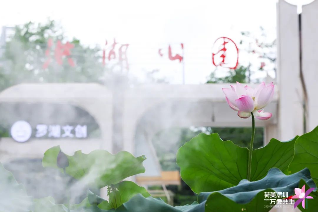 洪湖公园荷花赏延长至7月20日!全新儿童游乐区开放,假期带娃赏荷指南来啦→