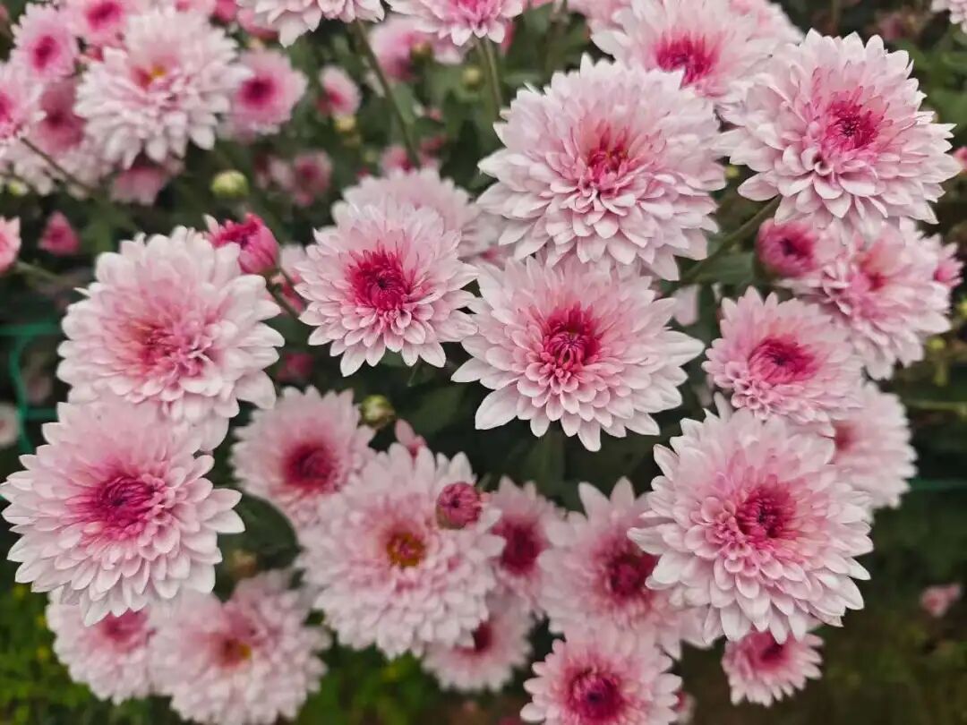 20万株！大鹏湾实验室菊花展来啦！