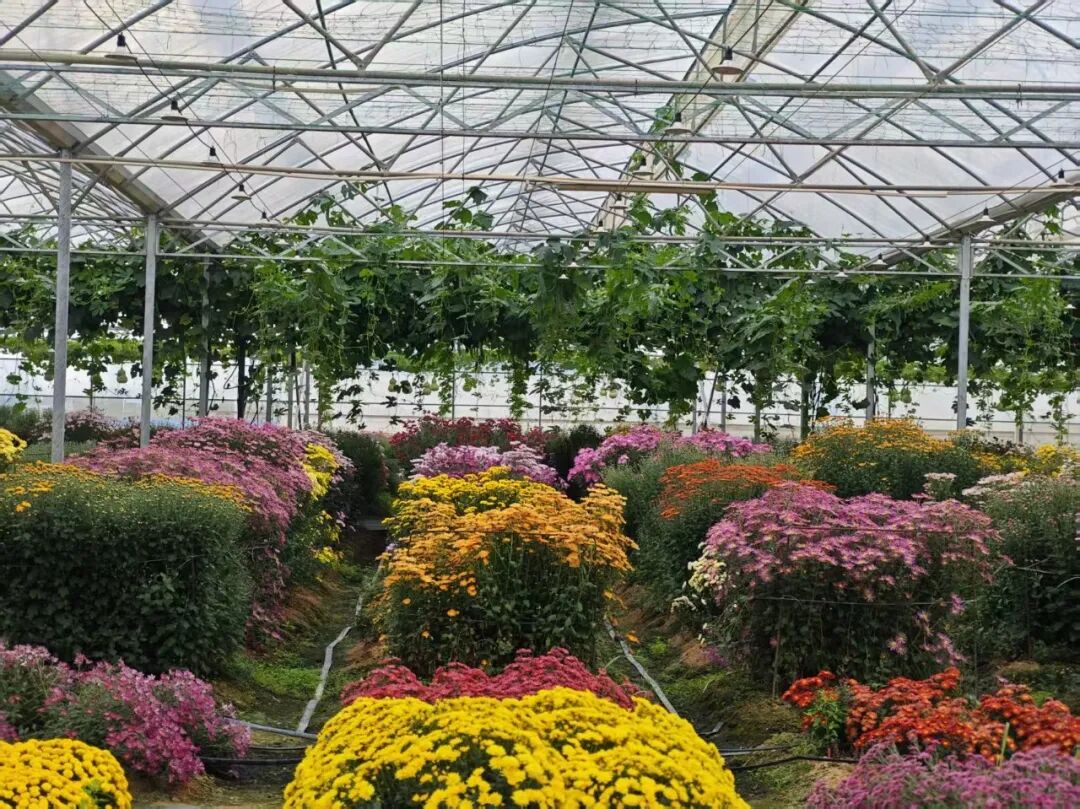 20万株！大鹏湾实验室菊花展来啦！