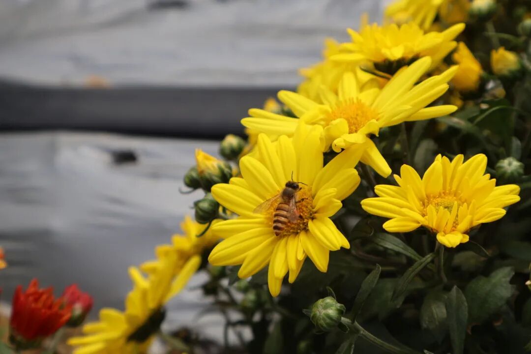 20万株！大鹏湾实验室菊花展来啦！