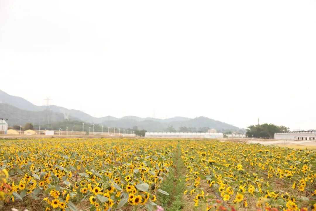 20万株！大鹏湾实验室菊花展来啦！