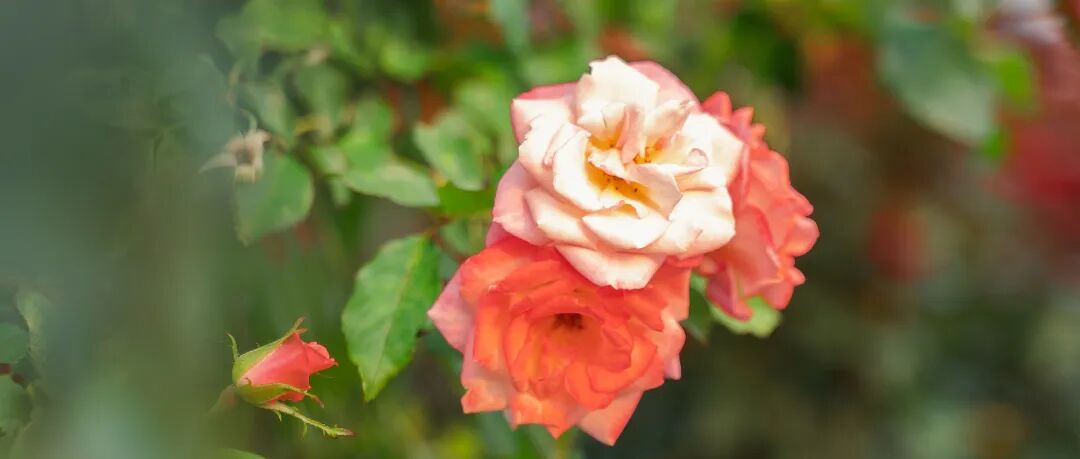 2000㎡花海！宝安给自己修了座「莫奈花园」