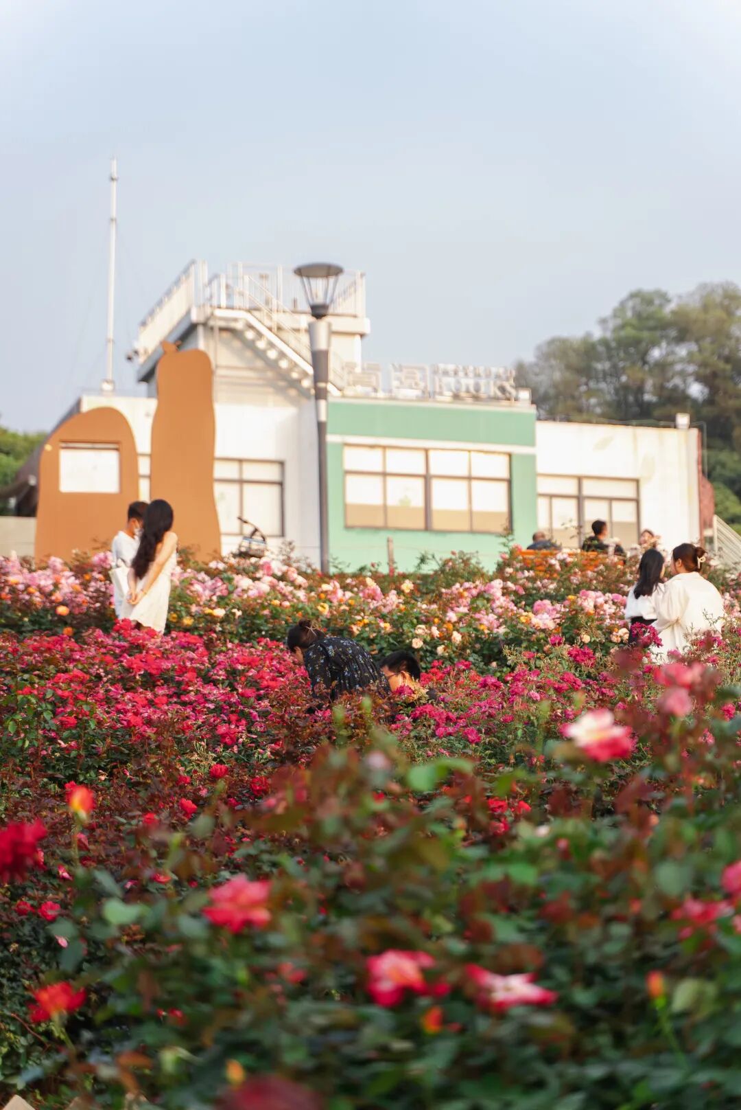 2000㎡花海！宝安给自己修了座「莫奈花园」
