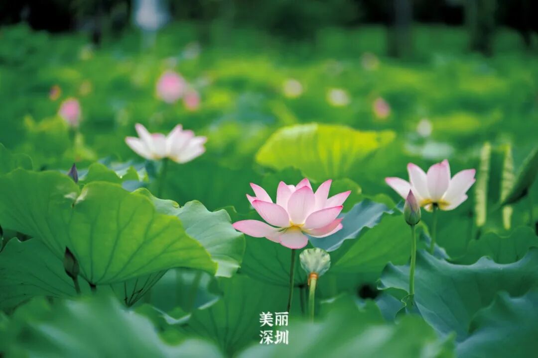 深圳夏日顶流!洪湖公园来赏荷