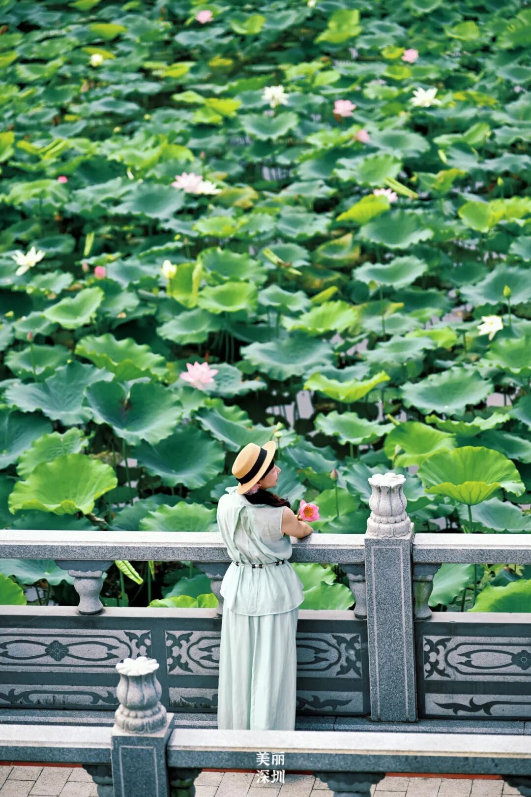 深圳夏日顶流!洪湖公园来赏荷
