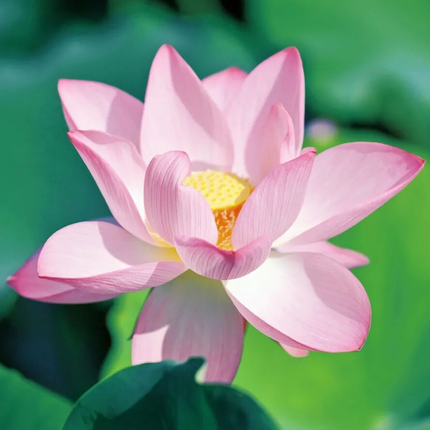 深圳夏日顶流!洪湖公园来赏荷