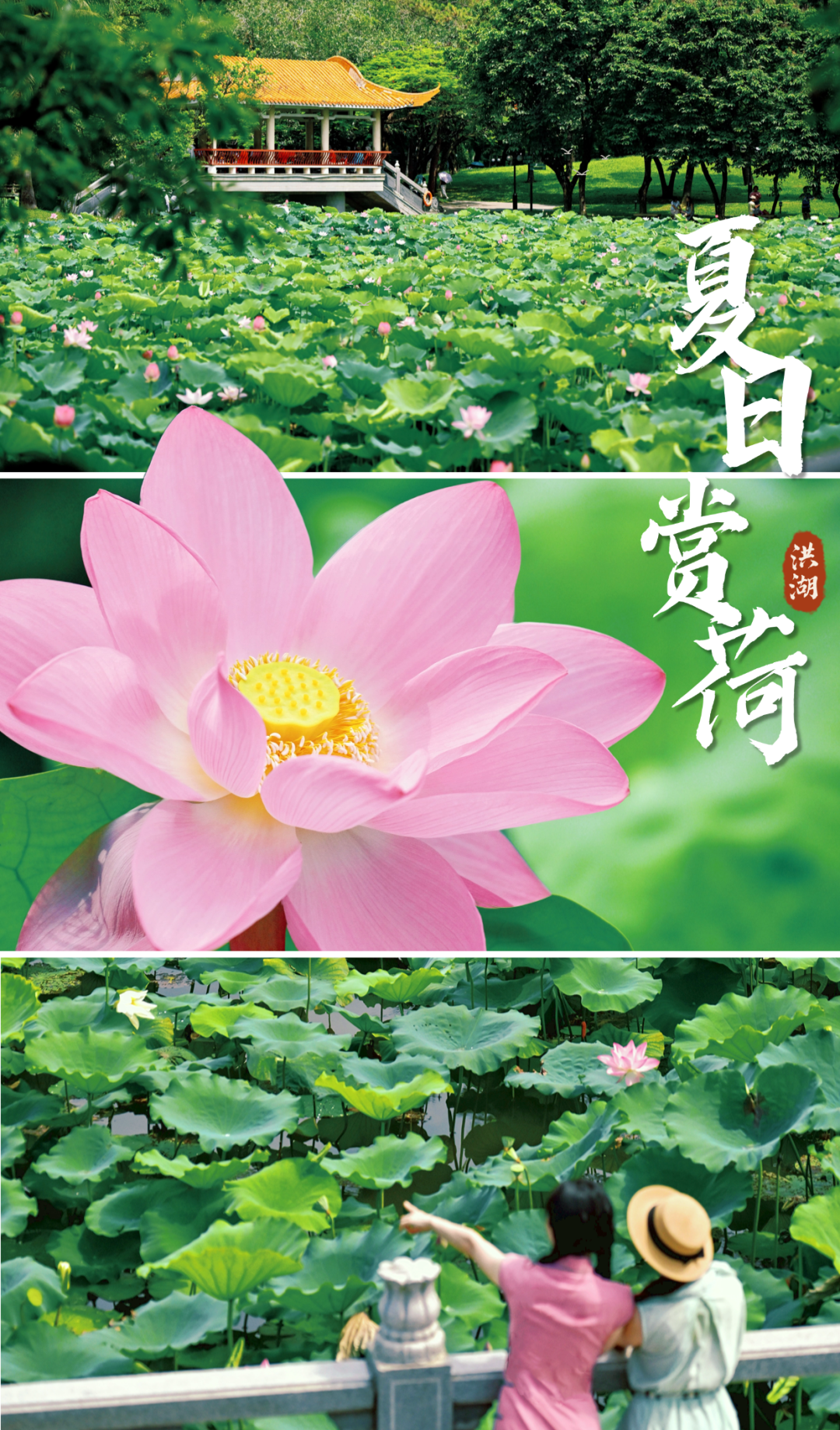 深圳夏日顶流!洪湖公园来赏荷