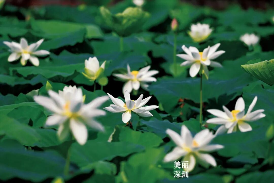 深圳夏日顶流!洪湖公园来赏荷