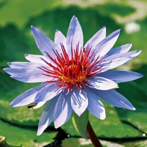 深圳夏日顶流!洪湖公园来赏荷