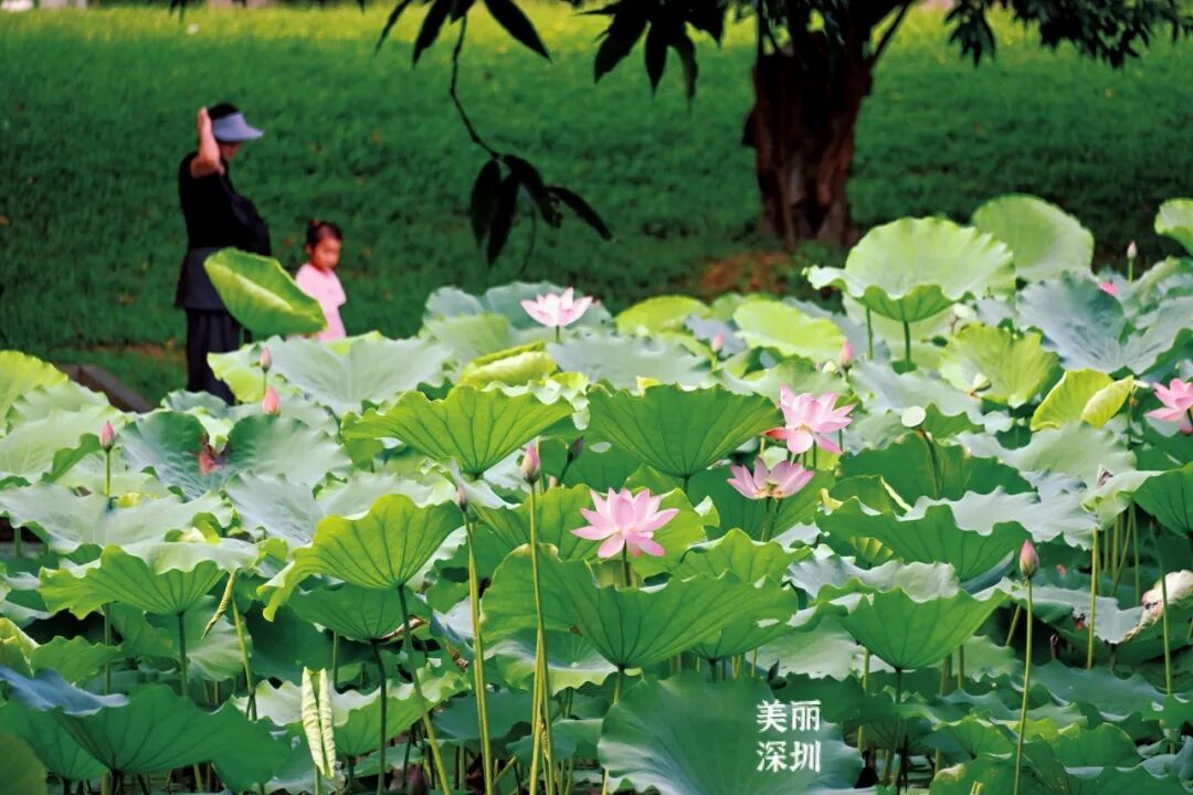 深圳夏日顶流!洪湖公园来赏荷
