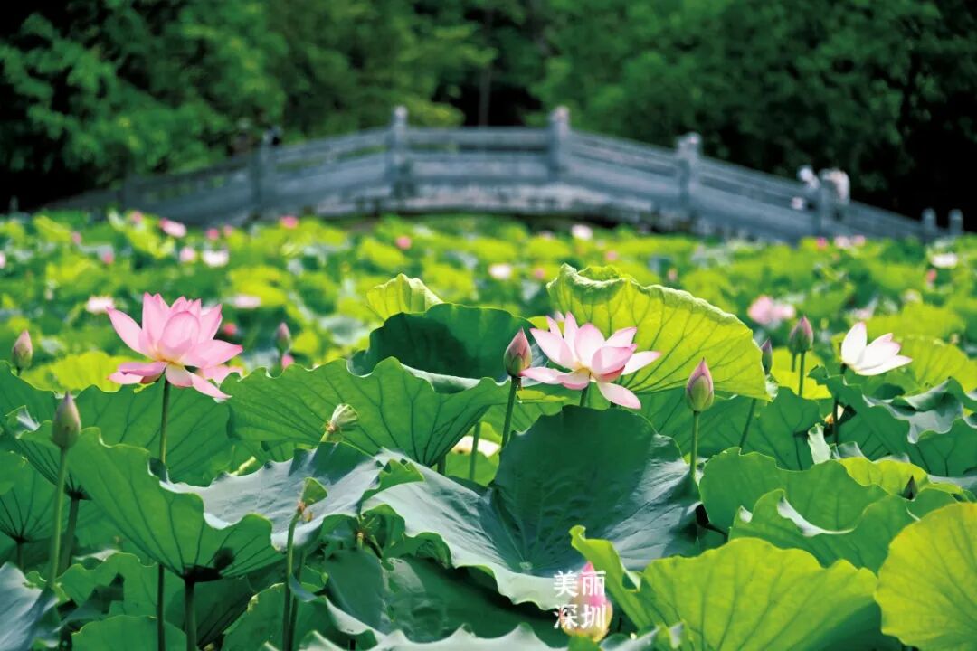 深圳夏日顶流!洪湖公园来赏荷