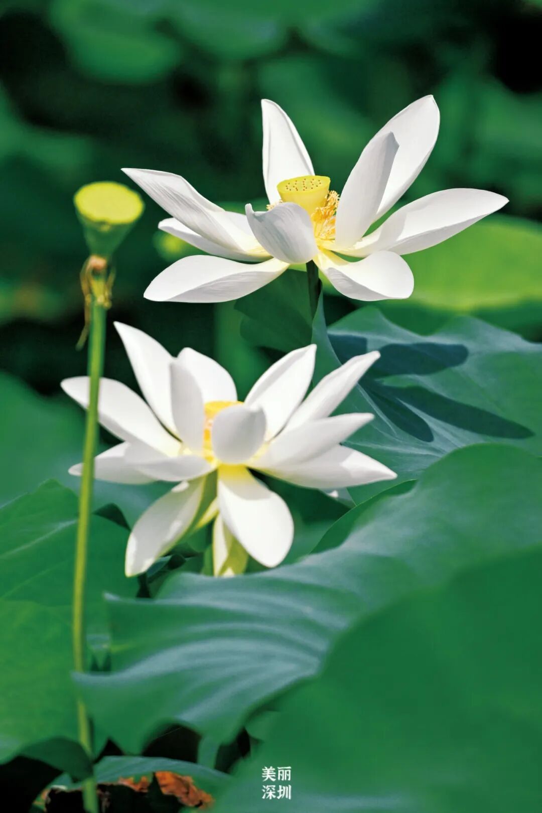 深圳夏日顶流!洪湖公园来赏荷