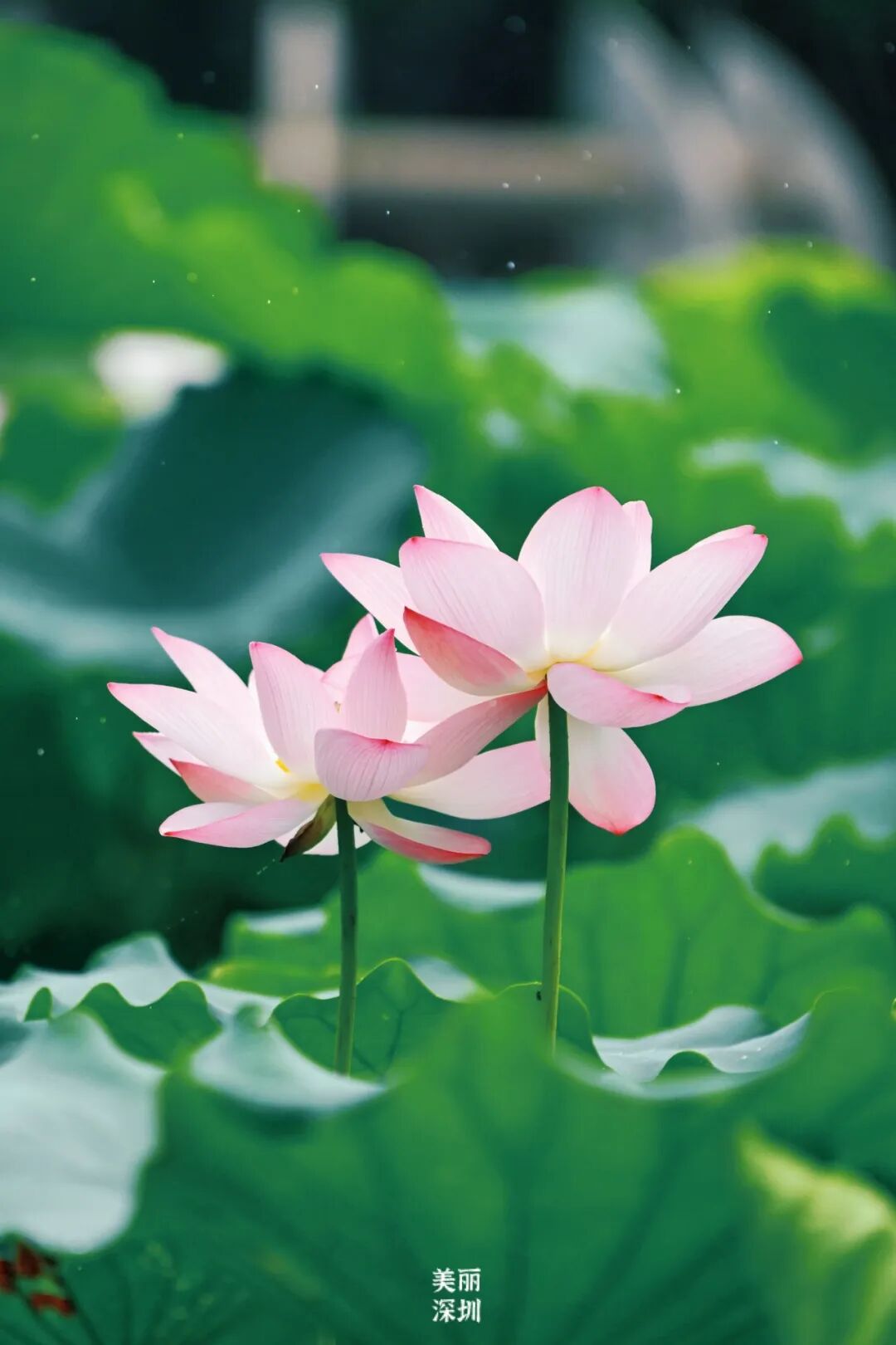 深圳夏日顶流!洪湖公园来赏荷