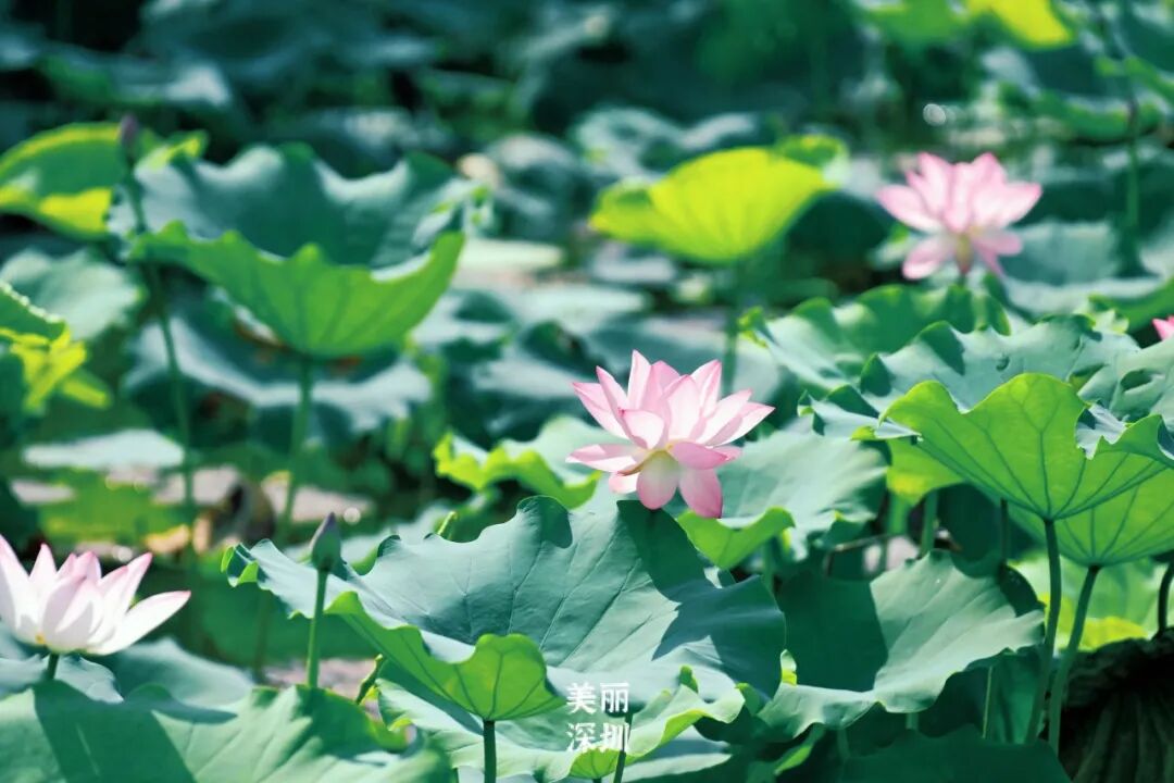 深圳夏日顶流!洪湖公园来赏荷