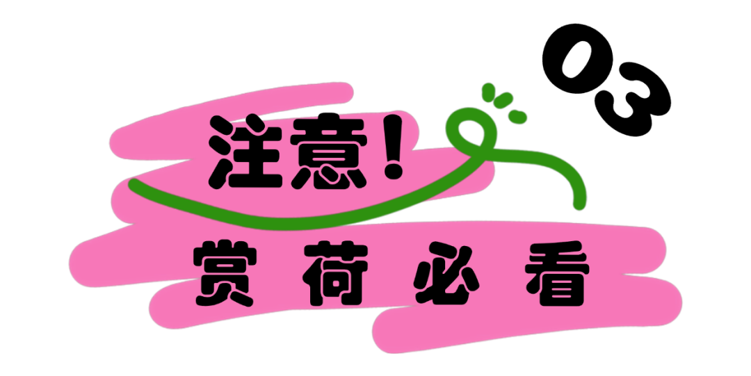 深圳夏日顶流!洪湖公园来赏荷