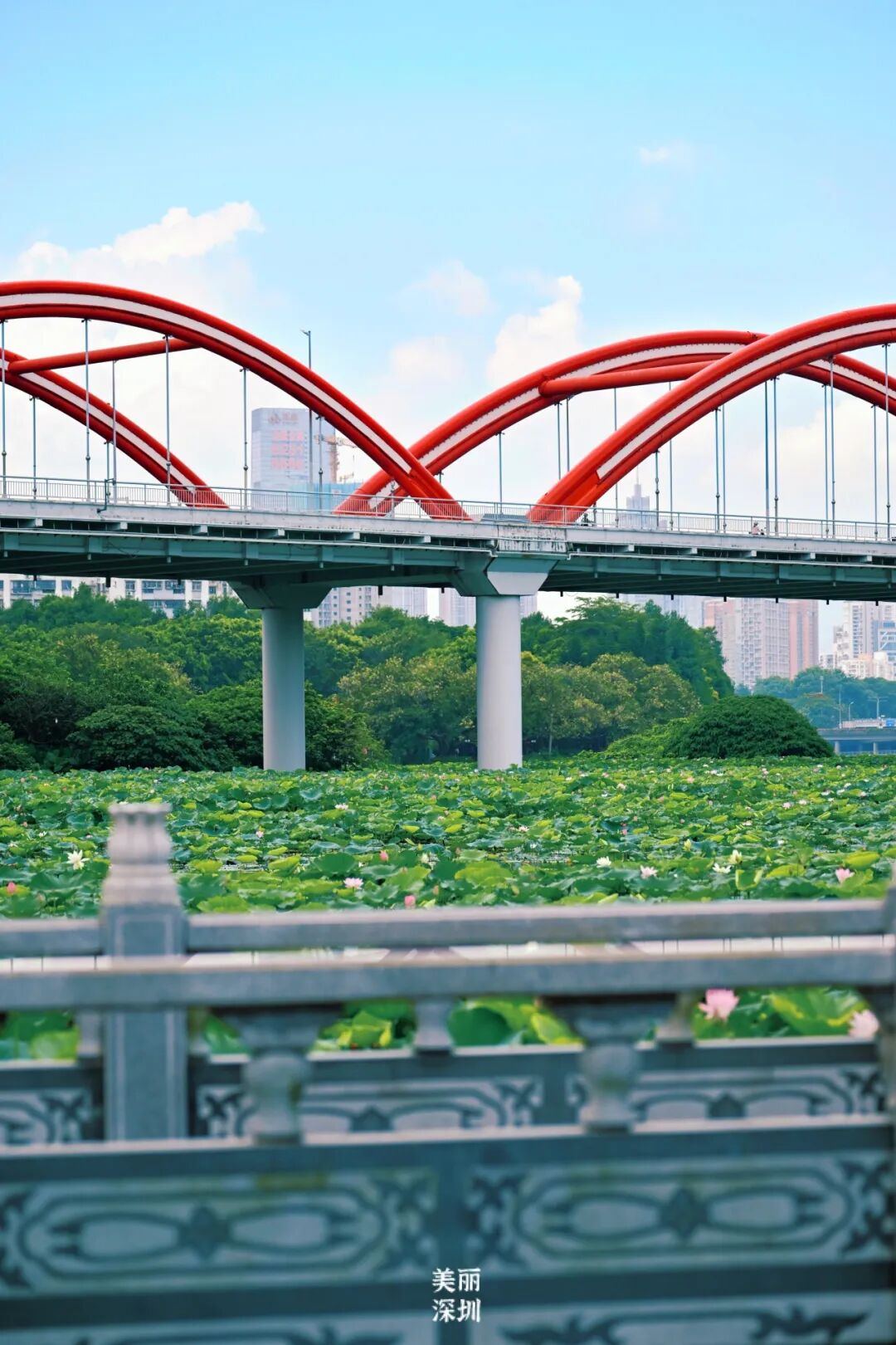 深圳夏日顶流!洪湖公园来赏荷