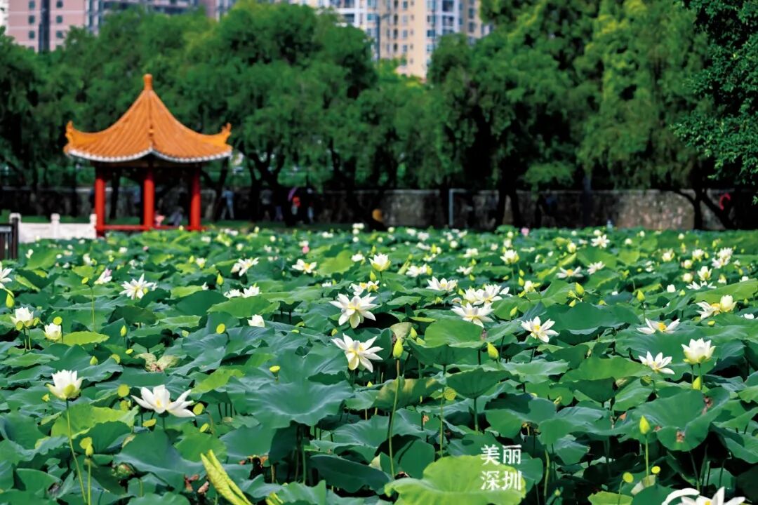 深圳夏日顶流!洪湖公园来赏荷