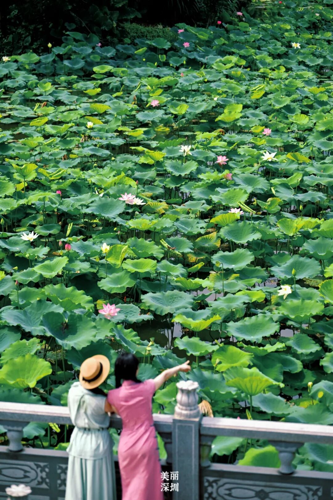 深圳夏日顶流!洪湖公园来赏荷